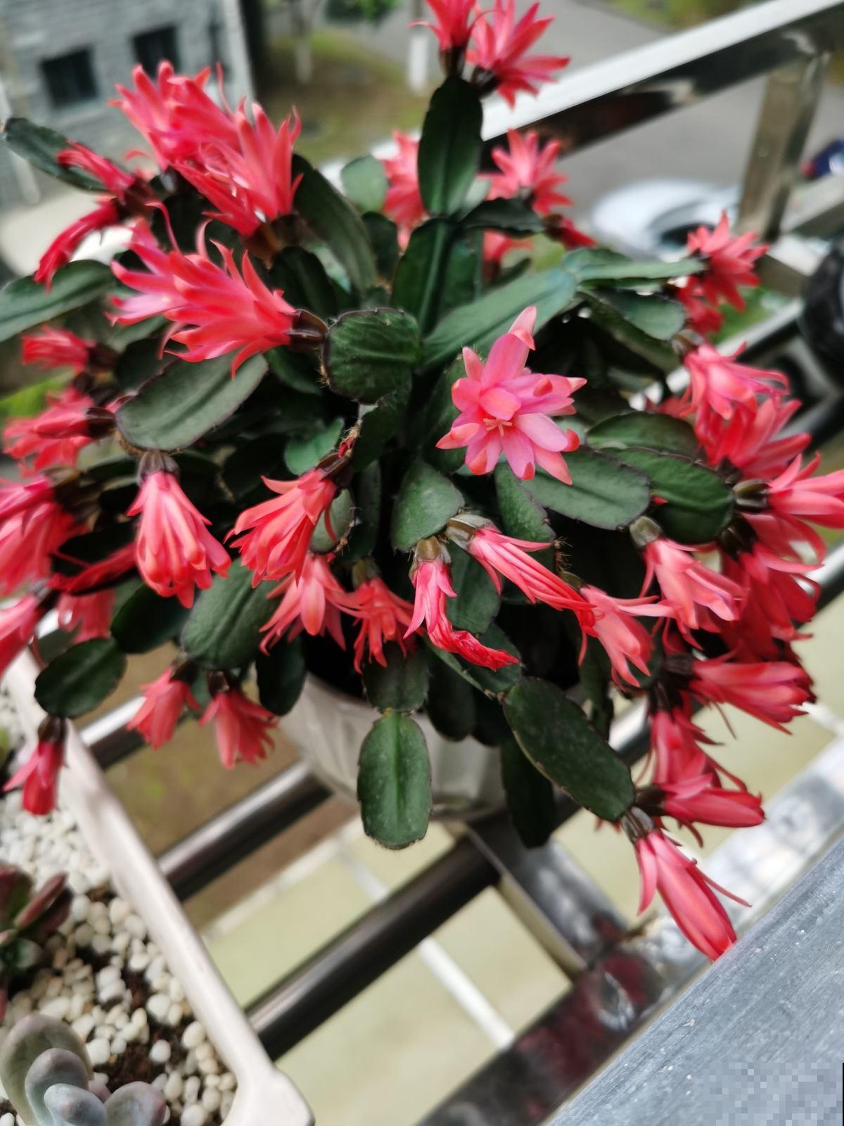 温度降到10℃，这5种花不进屋，很快就冻伤