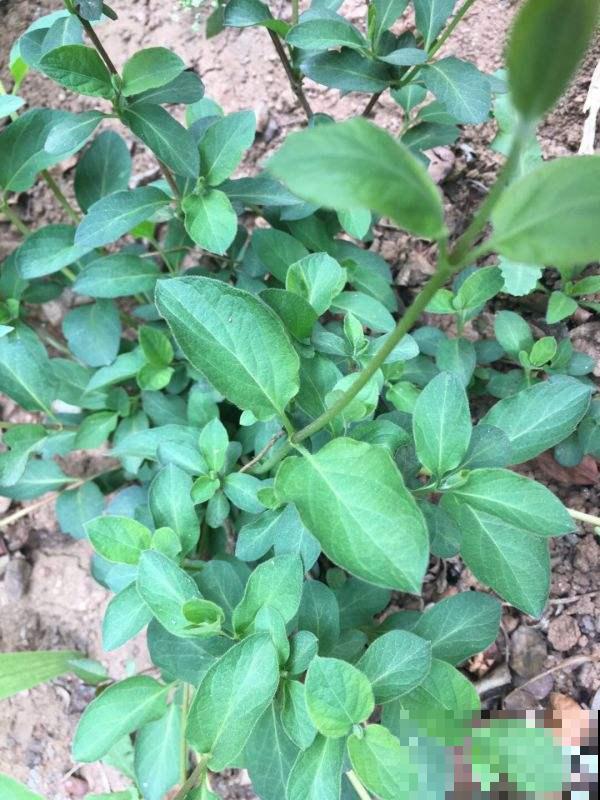 5种“入侵花”，除都除不掉，太恐怖了