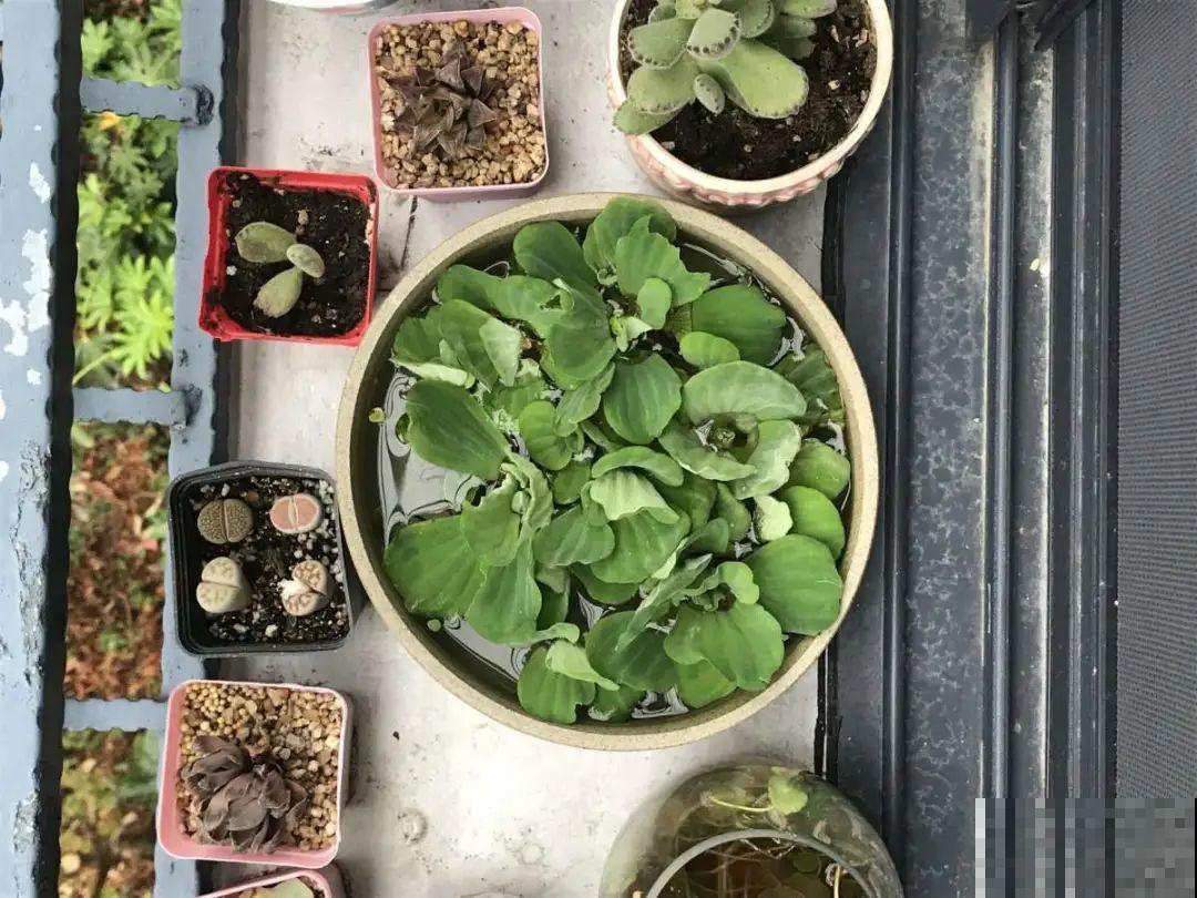 5种花长太快，容易泛滥成灾，千万别随便丢弃