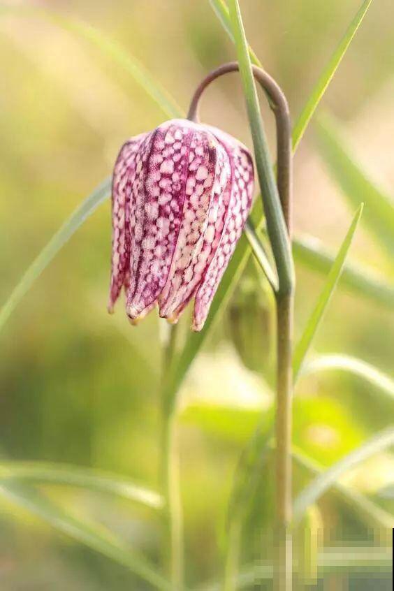 世界上神奇的8种植物，其种1种好似一只猴，令人惊叹