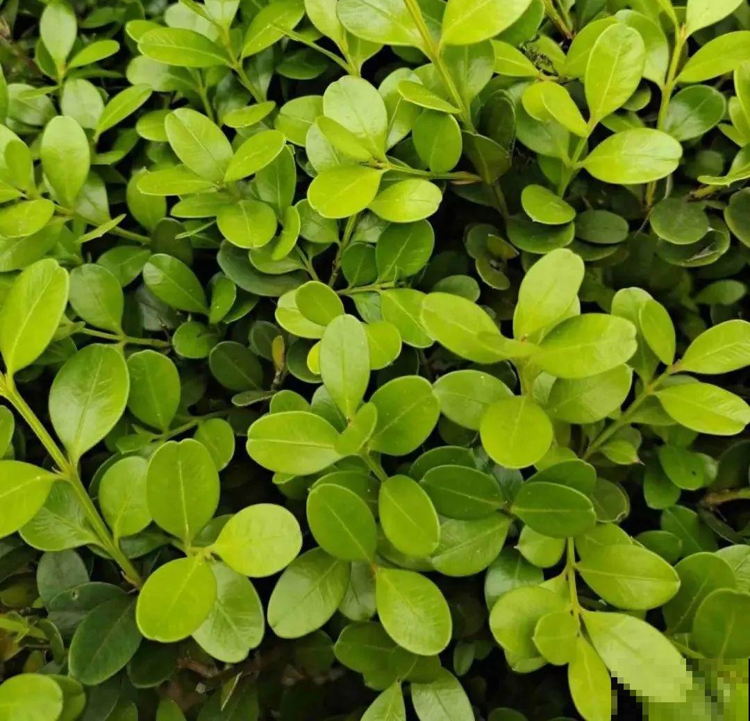 不良商贩真缺德，高价卖假货，不少人都上当