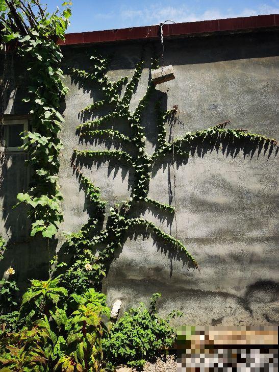 “院子不养3种花”，老祖宗传下来的话，是迷信还是科学？