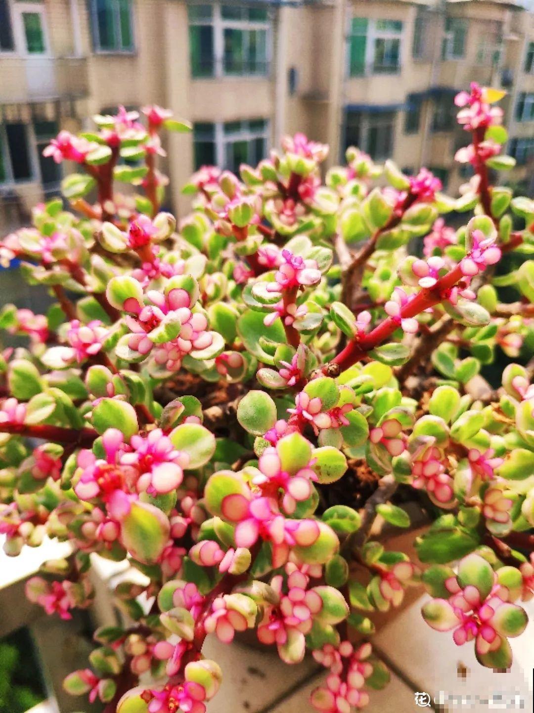 腊月买花要睁大眼,这8种花别要,养不活还浪费钱 腊月买花要睁大眼,这8种花别要,养不活还浪费钱