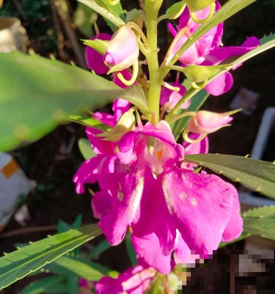 人老了，爱上了养中草药，7种花年纪越大越喜欢