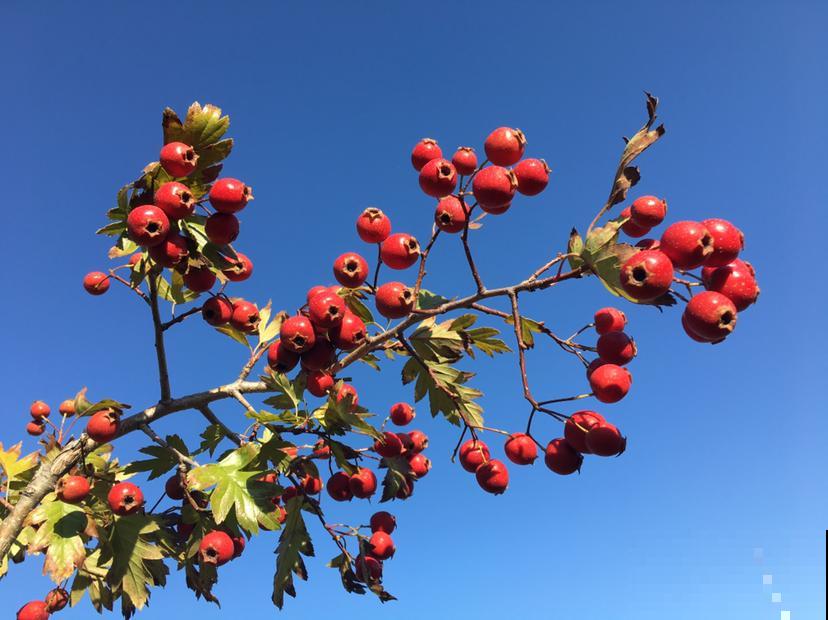 6个步骤,教你在家种山楂,拥有秋冬“标配”水果 6个步骤,教你在家种山楂,拥有秋冬“标配”水果