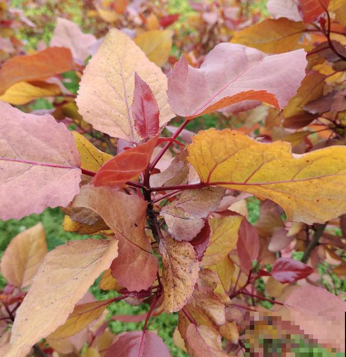 “金”秋九月，这8种植物叶子开始变黄，你知道为啥吗