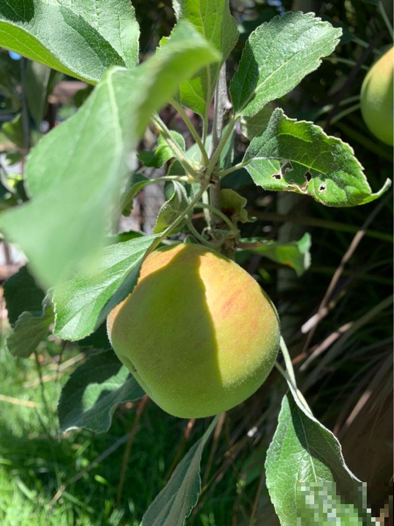 盆栽苹果怎么样？小孩吃的满手都是汁水，根本不够吃