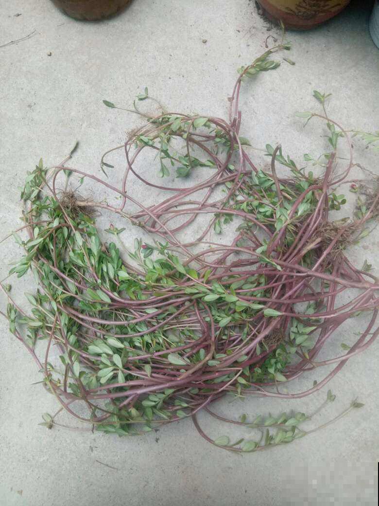 养花之后我变了,整天喜欢“捡垃圾”,还当成宝贝爱不释手 养花之后我变了,整天喜欢“捡垃圾”,还当成宝贝爱不释手