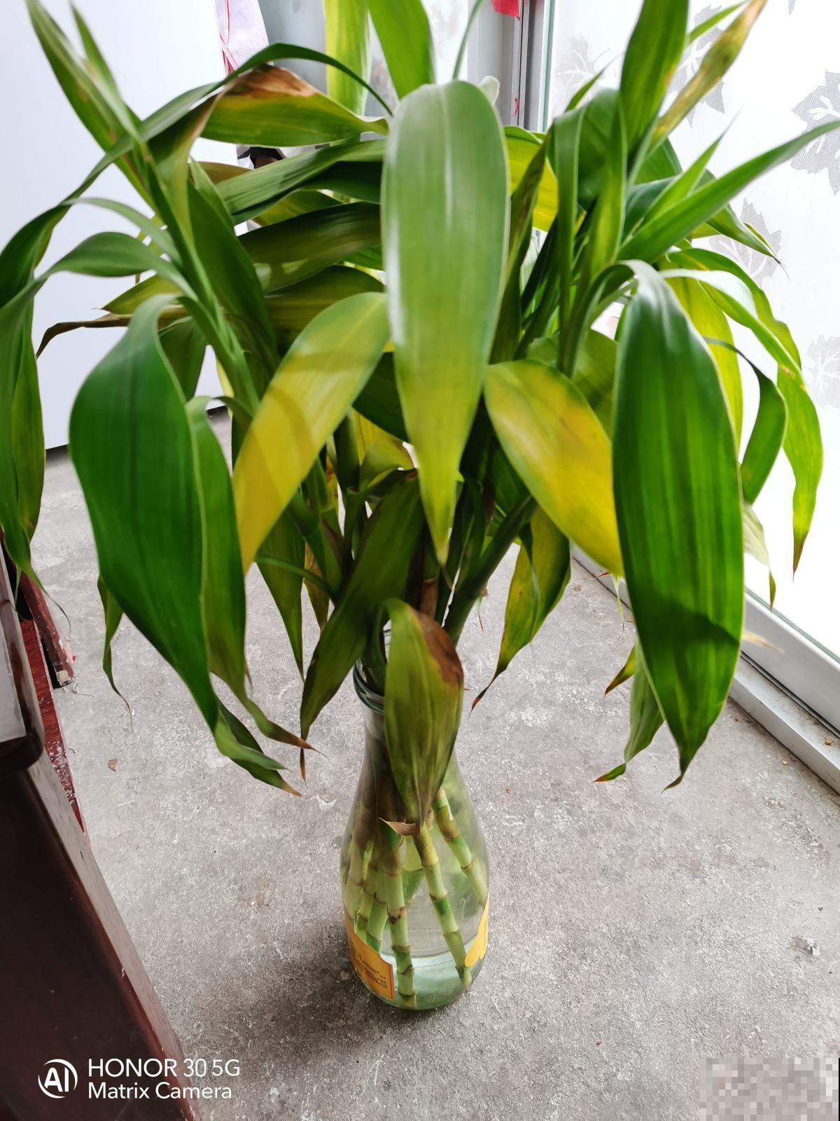 垃圾桶里找宝藏，淘到3盆花，省下我好多钱！