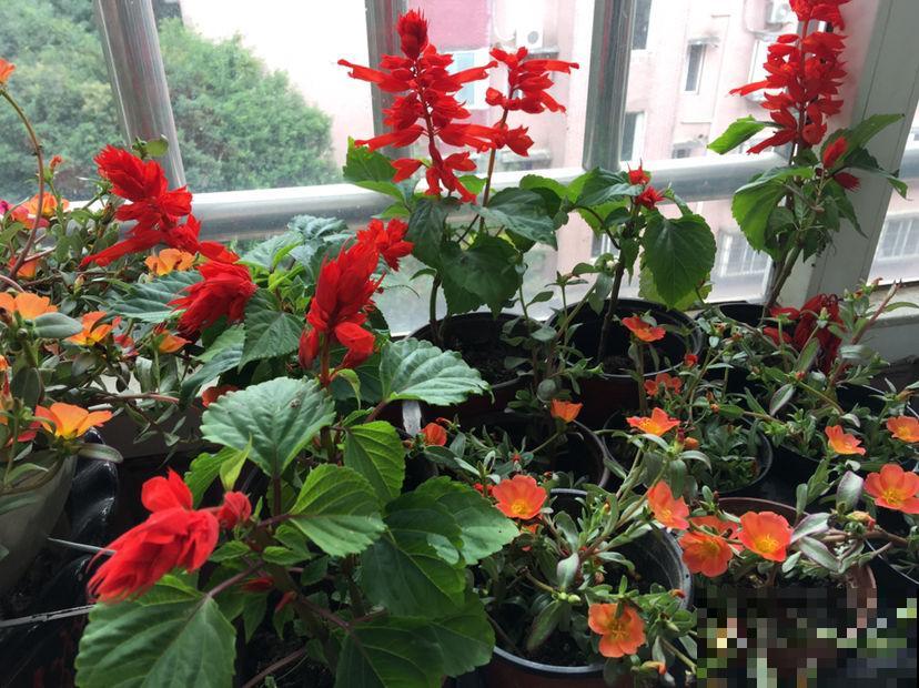 家里要养盆大红花，有4种真正的红火花，养在家里有旺运好兆头