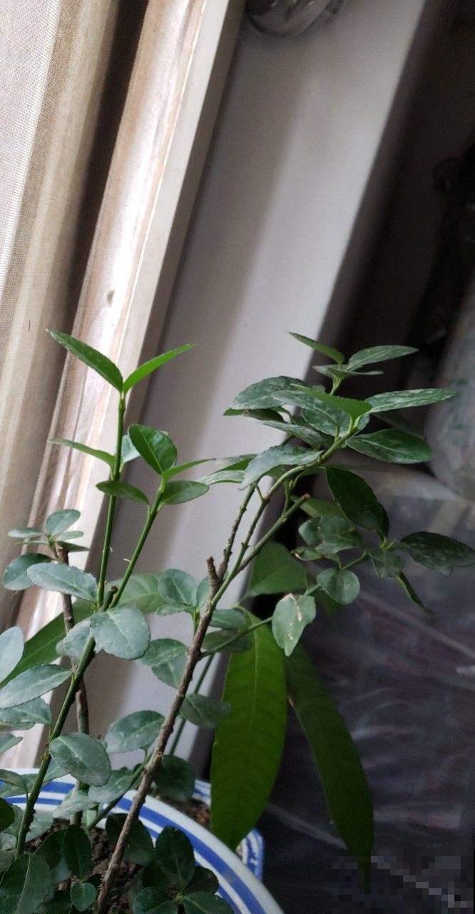 屋里养棵柠檬盆栽,清香满屋还能杀菌,养人养身心 屋里养棵柠檬盆栽,清香满屋还能杀菌,养人养身心