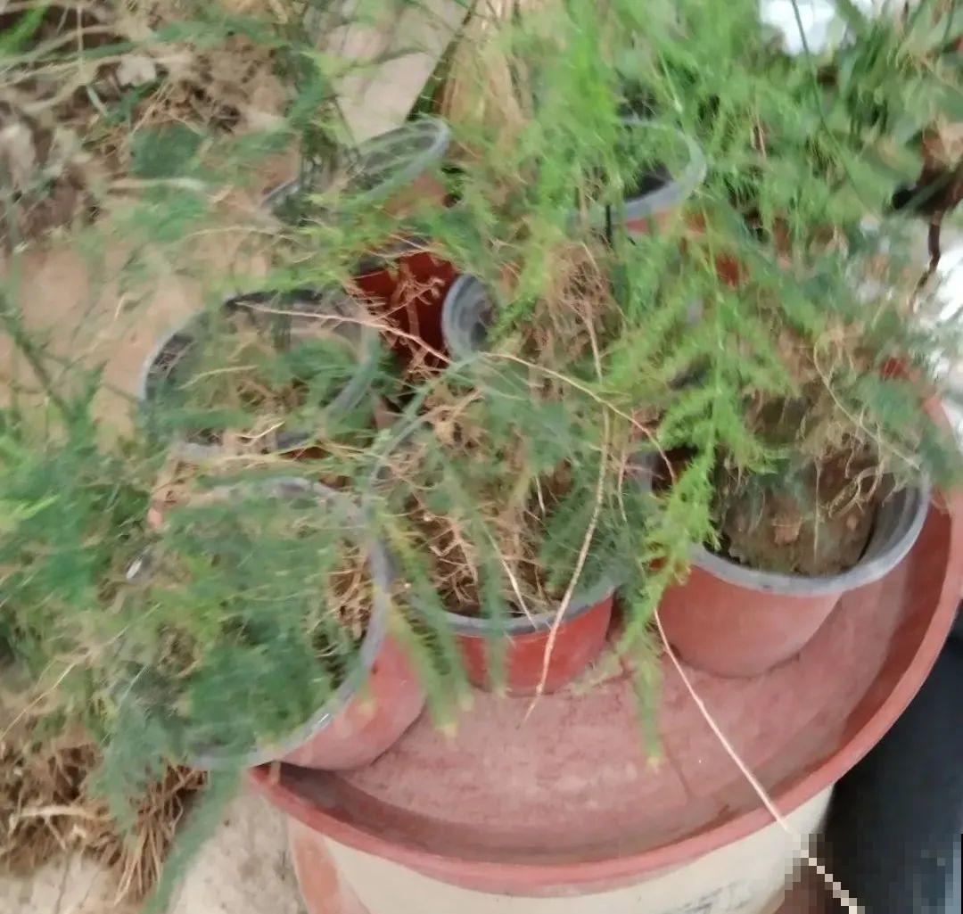 养花大棚倒闭,“贵货花”路边扔了一地,后悔没带个大麻袋 养花大棚倒闭,“贵货花”路边扔了一地,后悔没带个大麻袋