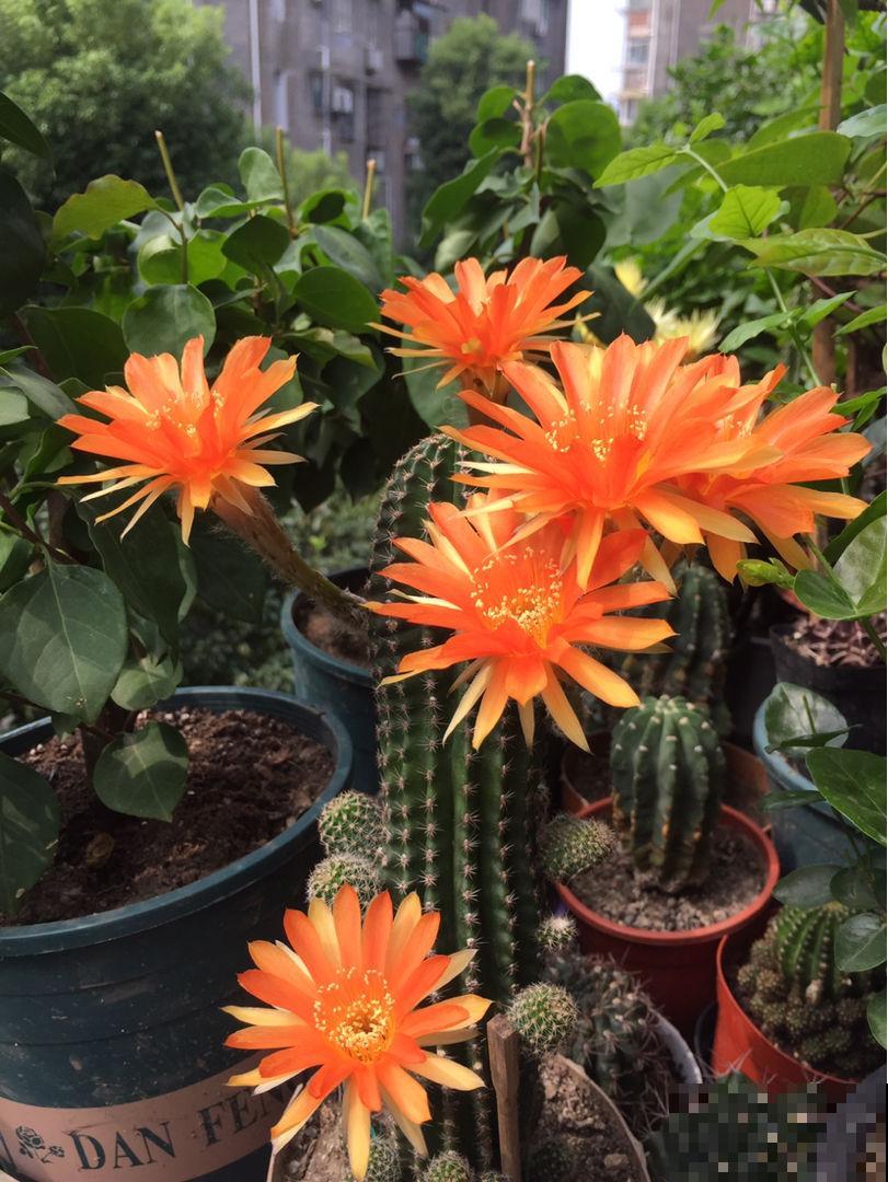 家家都有的小药片，碾碎给花吃一点，枝叶蹭蹭往外冒