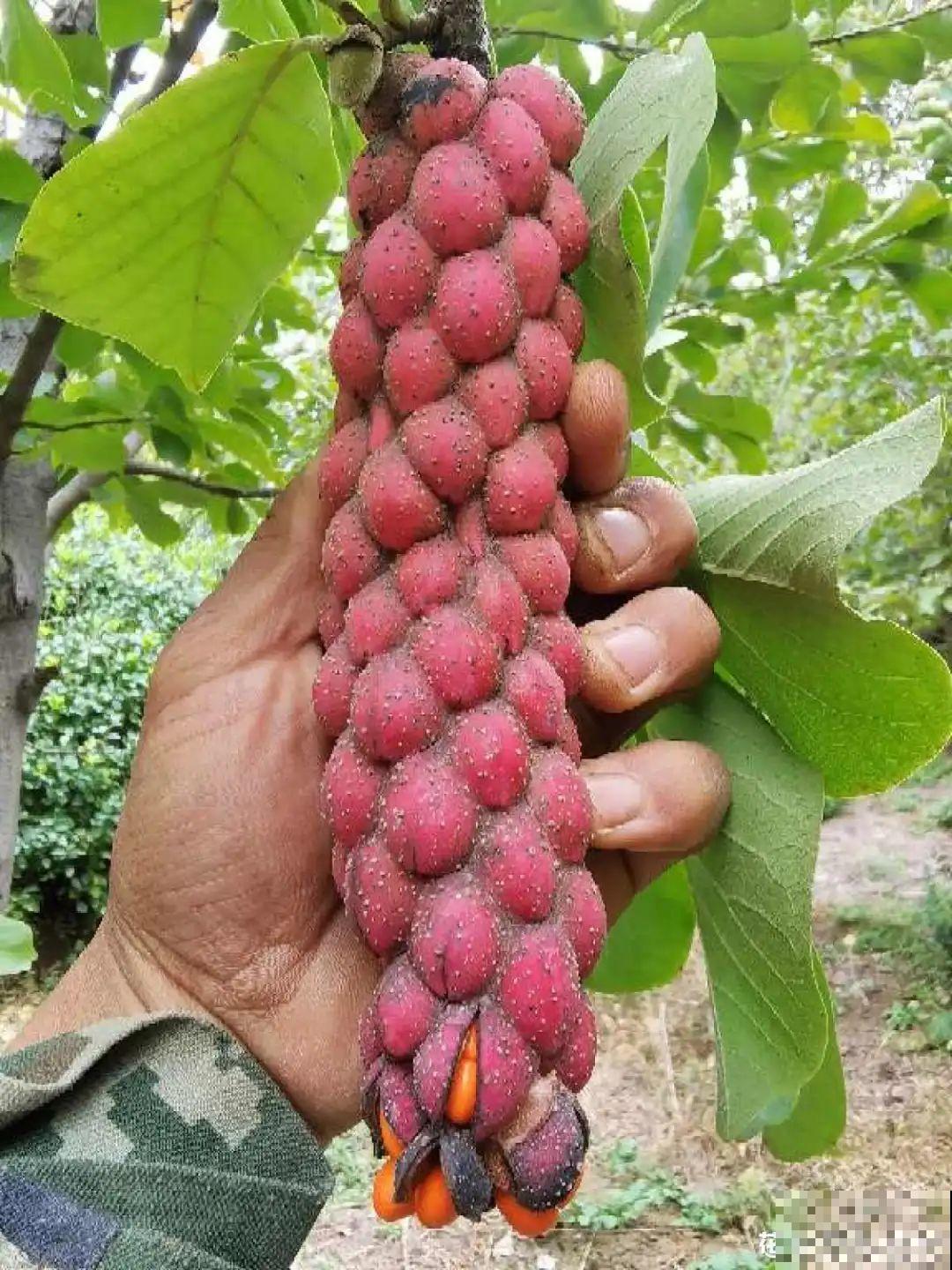 家里养8种“守家树”，红红火火特别旺运，镇宅好福气