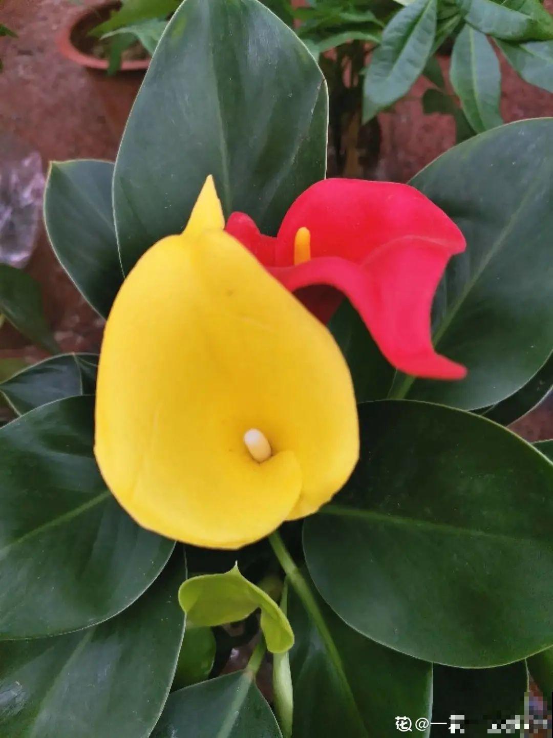 腊月买花要睁大眼,这8种花别要,养不活还浪费钱 腊月买花要睁大眼,这8种花别要,养不活还浪费钱