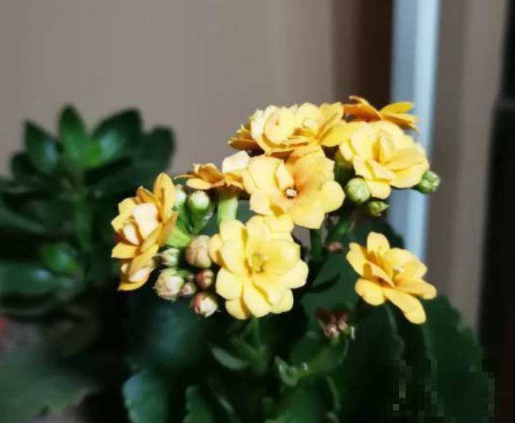 入秋后养长寿花，浇水没浇好，从根烂到茎