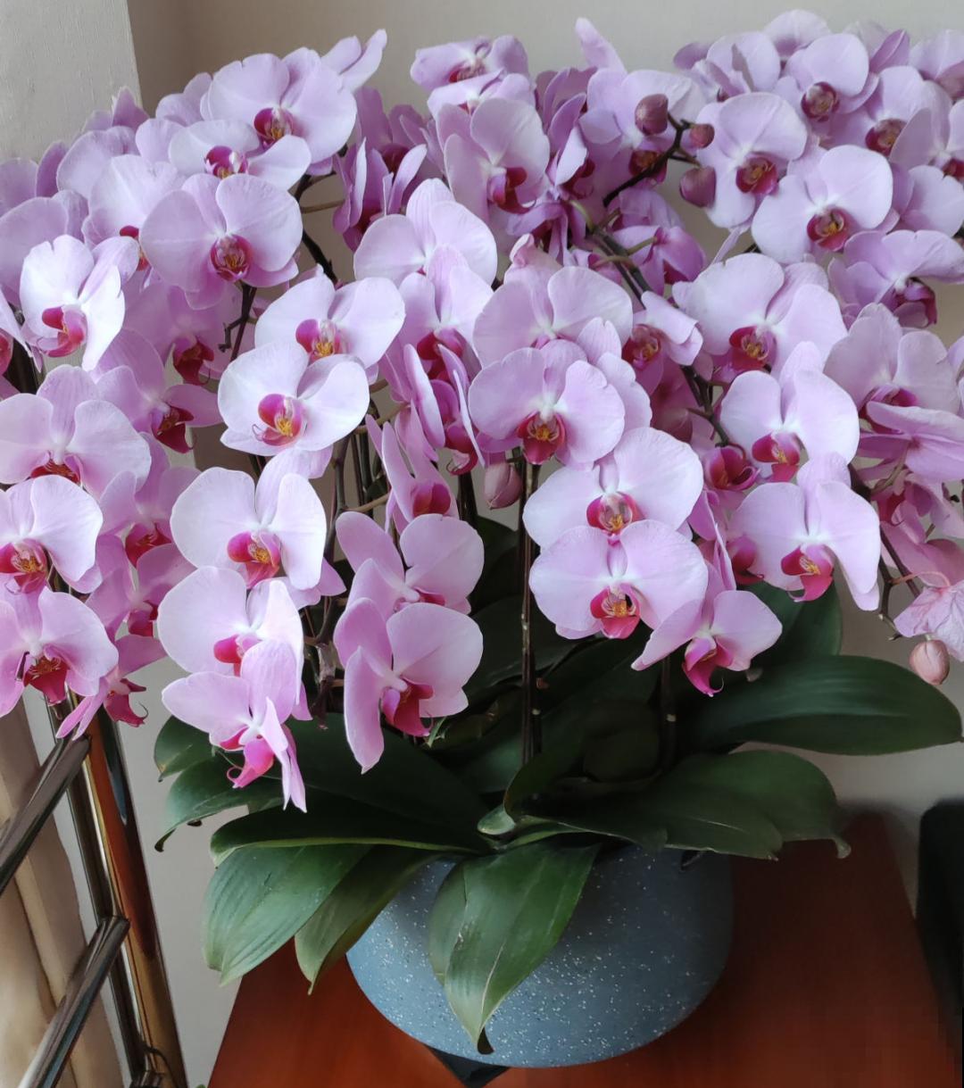 20种花，现在养正是开花好时候，再晚就过季了