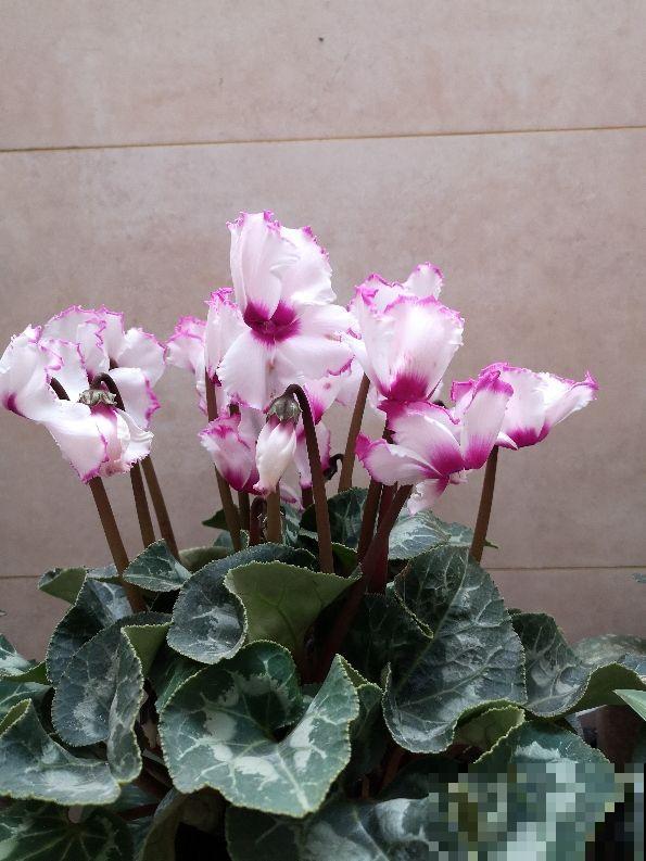 买之前嫌弃的不行，买之后开花颜值超高，这6种花越养越上瘾