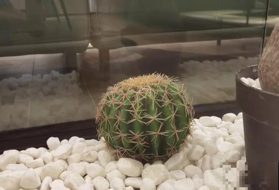 腊月买花要睁大眼,这8种花别要,养不活还浪费钱 腊月买花要睁大眼,这8种花别要,养不活还浪费钱