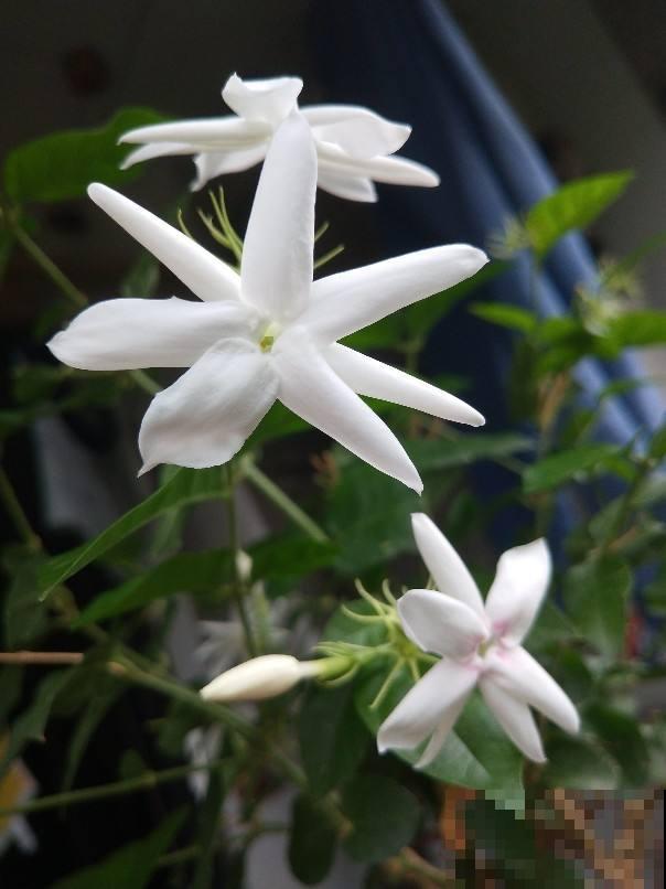 比香水还好闻的6种植物，秋冬种上它，满屋子都是香味