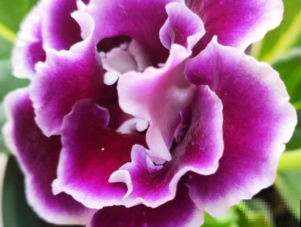 4种花千万别喷水，遇水就发黄、烂芯