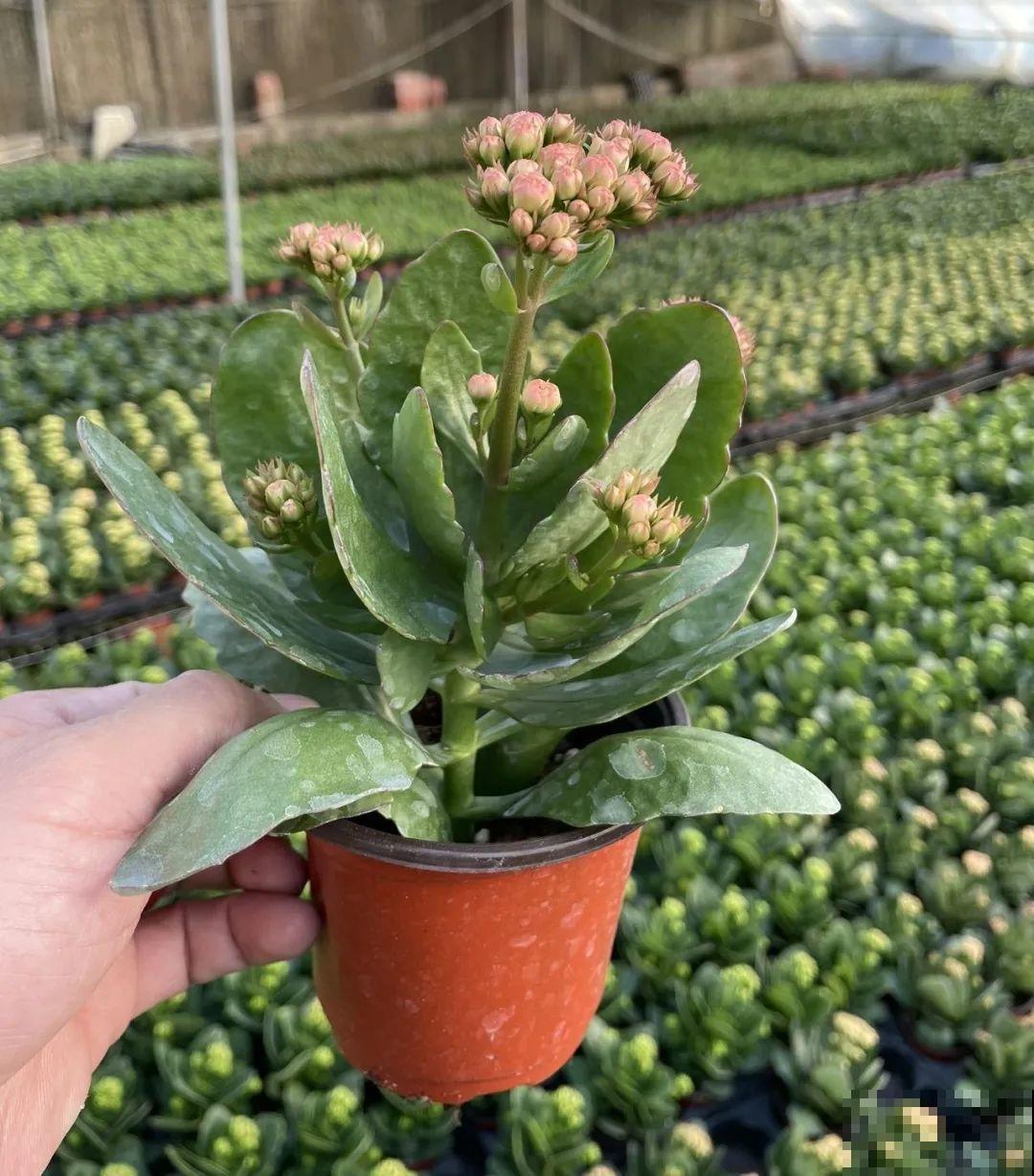 冬天常见的“吉利花”，耐旱皮实花量大，大半年都在开花