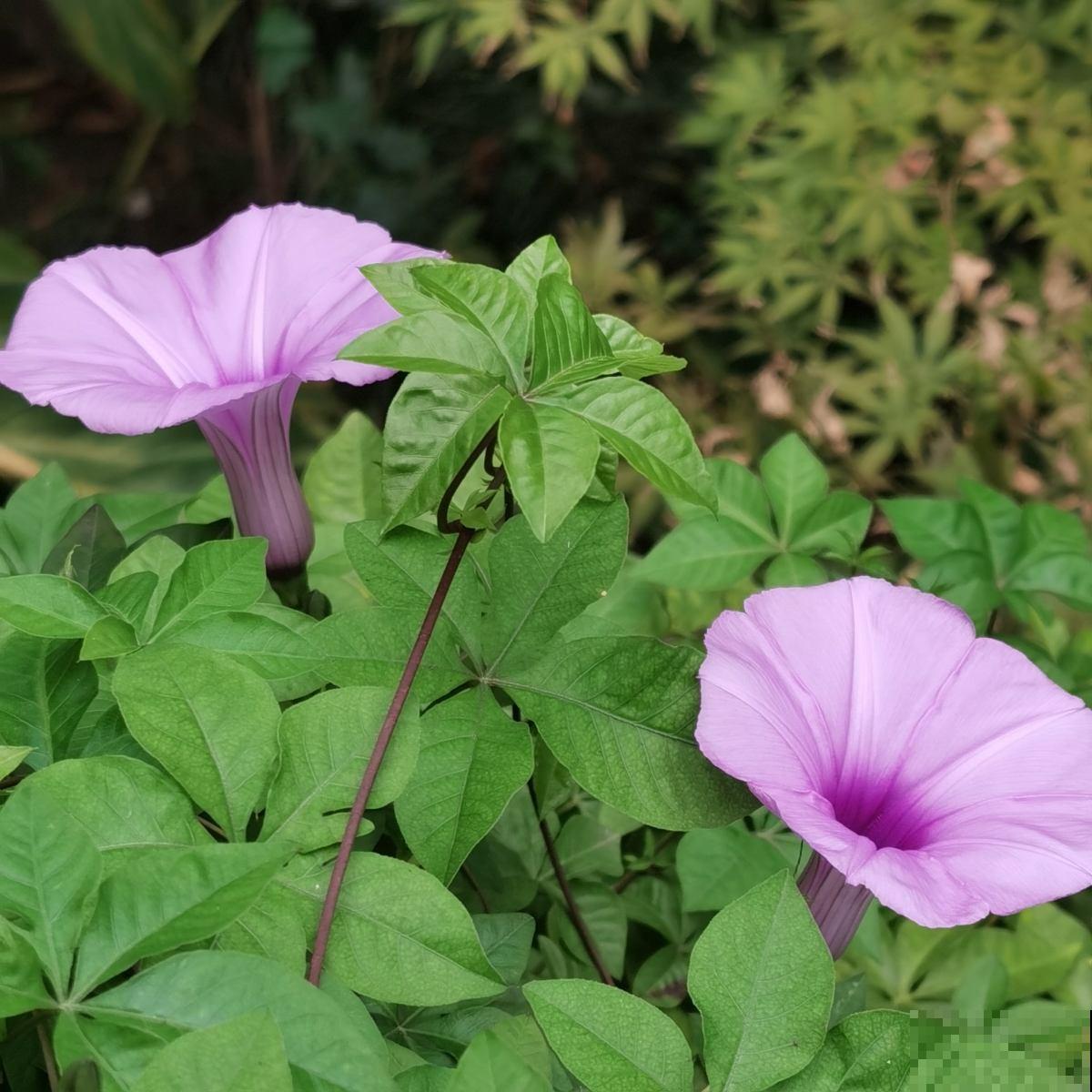 5种入侵植物，看到就赶紧拔掉，留着就是大祸害
