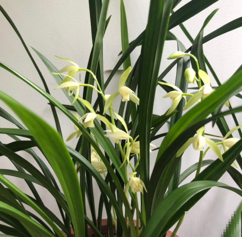 养兰花的人,值得岁月最好的眷顾,内附养花性格分析 养兰花的人,值得岁月最好的眷顾,内附养花性格分析