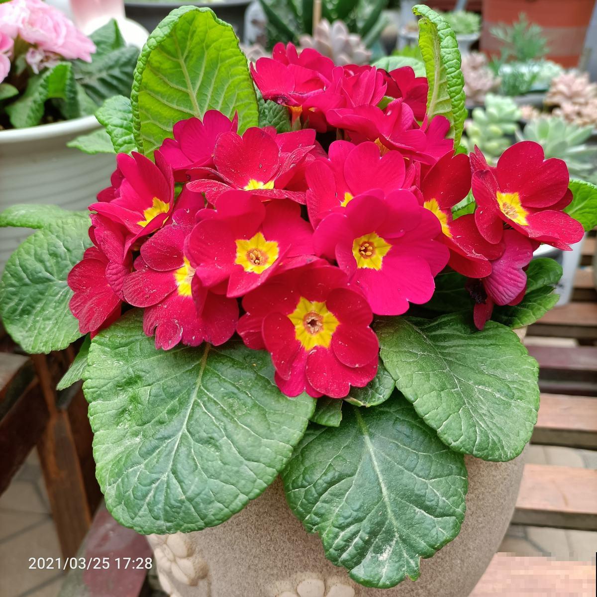 3种花，一般人不养，养起来就“上瘾”