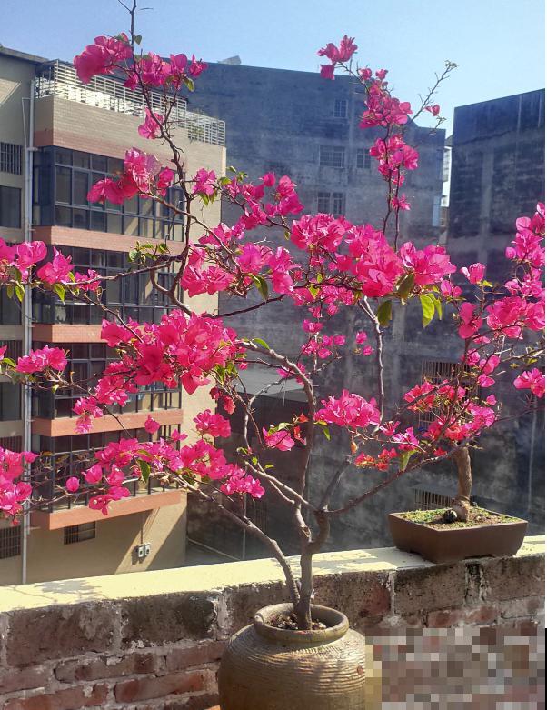 八种花养成老桩,有镇宅旺家好兆头,生机满满 八种花养成老桩,有镇宅旺家好兆头,生机满满