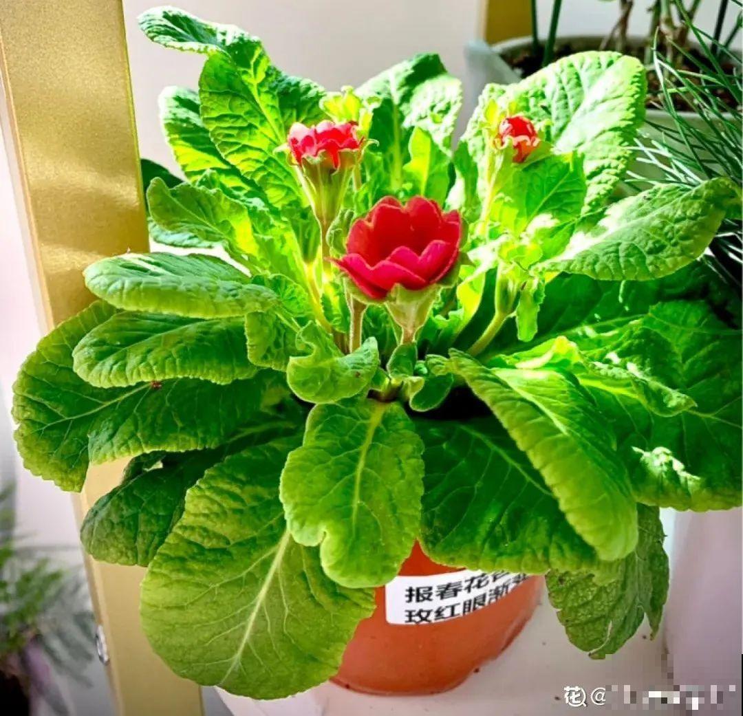 开花糖果色植物，个位数的价格就能买到，品种多，花期长