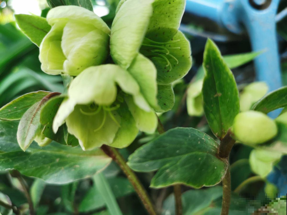 冬日里的耐寒“荷花”，能耐零下15摄氏度，雪地里照样开花不停