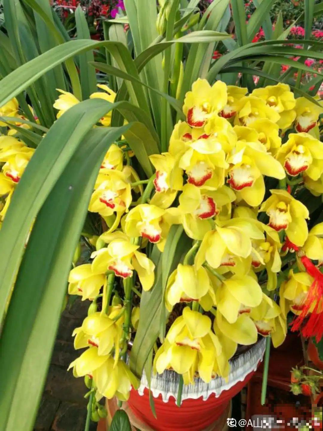 10种旺运花，一个月内要涨价，现在赶紧买