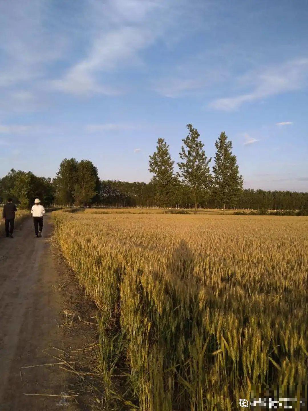 带着父母回农村，把老院子种满花，过简单生活