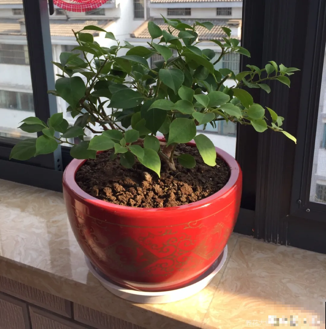 冬天养花注重养根,6个养根方法,学会很重要 冬天养花注重养根,6个养根方法,学会很重要