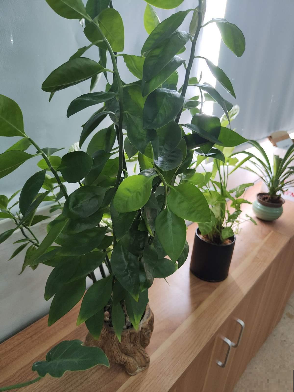 屋里养棵柠檬盆栽,清香满屋还能杀菌,养人养身心 屋里养棵柠檬盆栽,清香满屋还能杀菌,养人养身心