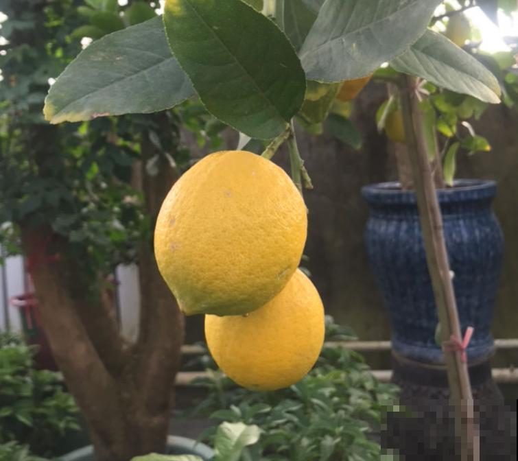 适合女人养的“花中黄金”，美容养生效果好，种下一个月就开花