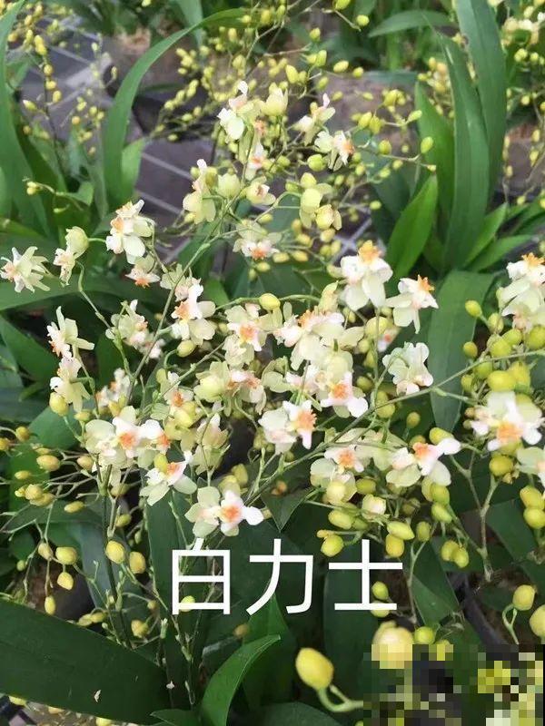 适合秋天养的文心兰,整个秋冬都开花,奶油香味十足 适合秋天养的文心兰,整个秋冬都开花,奶油香味十足