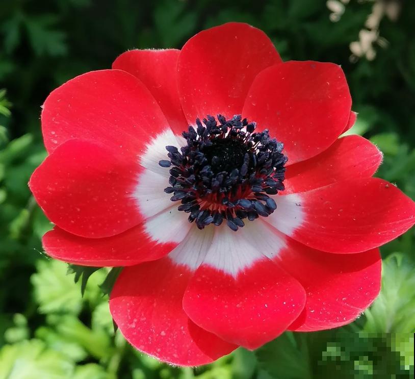 银莲花又被称为“风之花”,能耐寒零下20度,现在种下三月就开花 银莲花又被称为“风之花”,能耐寒零下20度,现在种下三月就开花