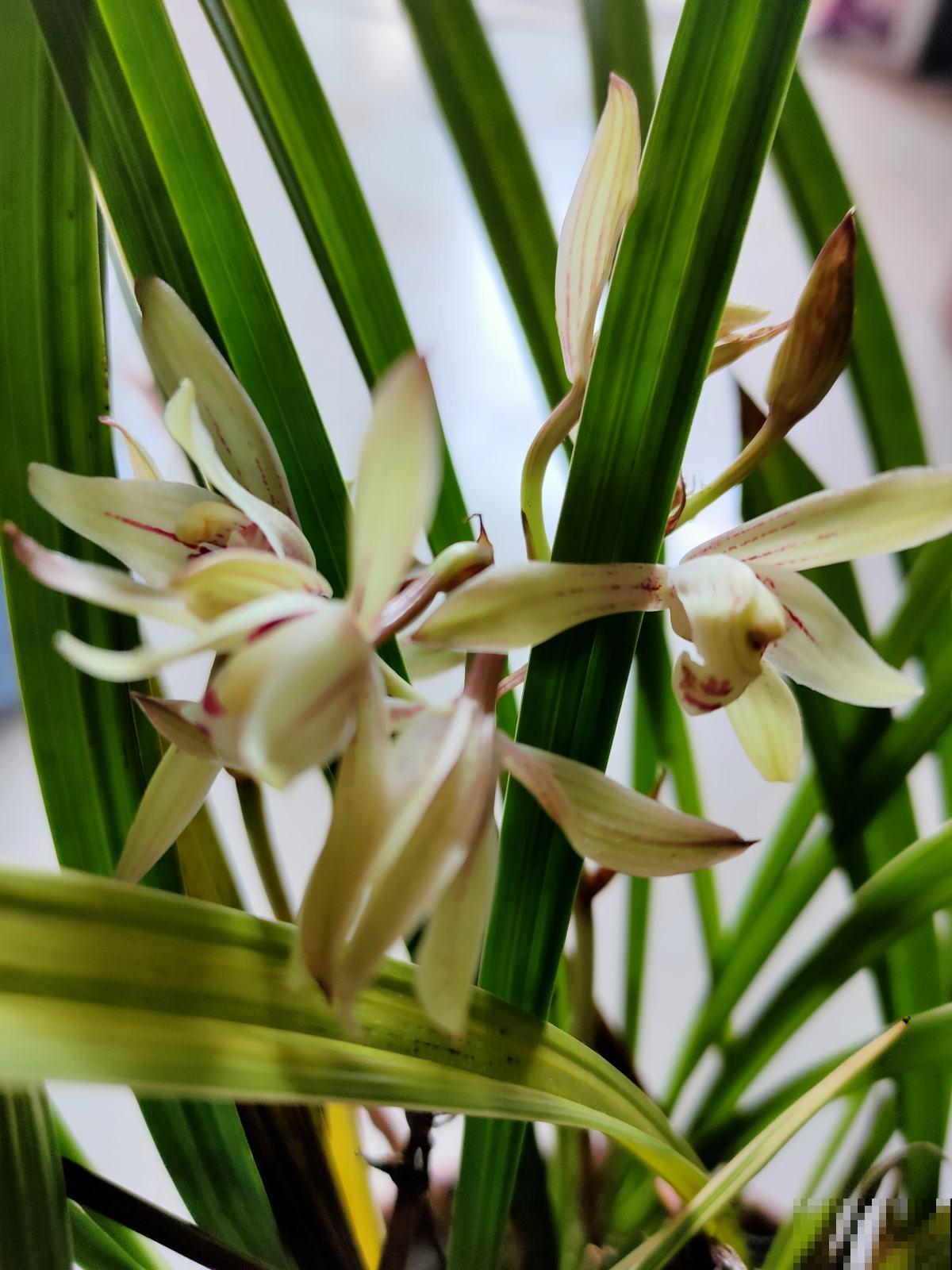 植物有这4个现象，千万别买回家，白花钱还养不活
