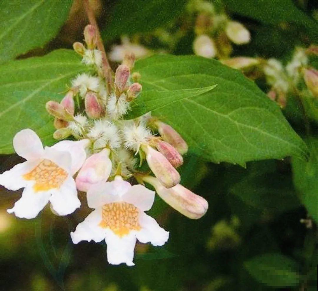 7种花养在家,可爱又个性,开花像小动物 7种花养在家,可爱又个性,开花像小动物