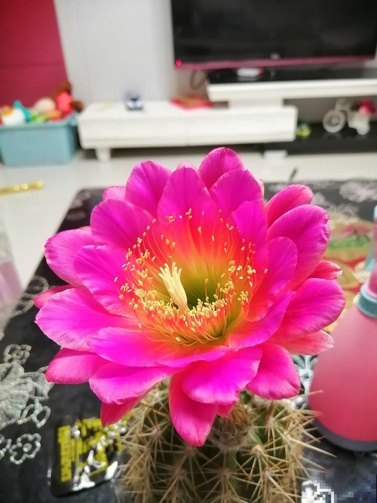 浑身带刺的仙人掌花，没想到还是个“花姑娘”，花朵颜值堪比荷花