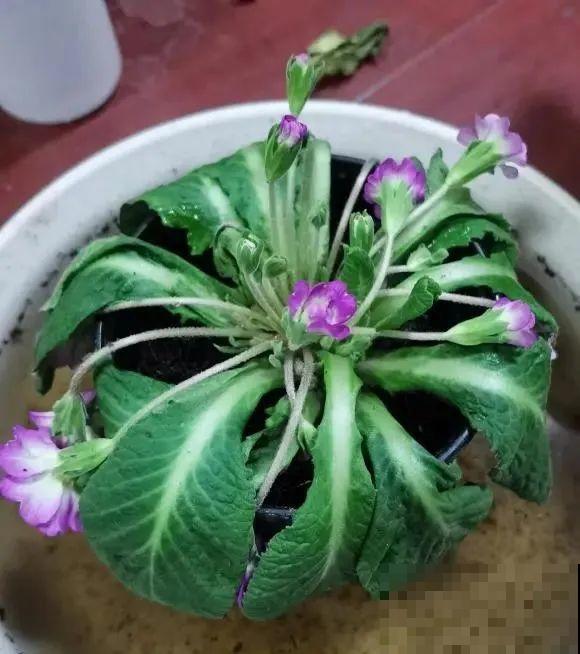 8种花，年年买，年年养死，今年可别当冤大头