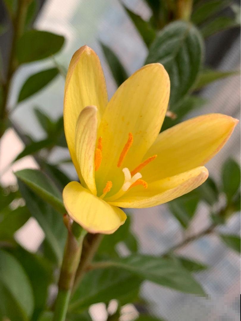 植物趣味问答，12道题，测出你对植物的了解度