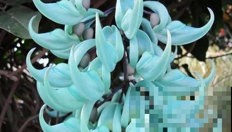 10种神秘的花，花市里，总能听到它的传说