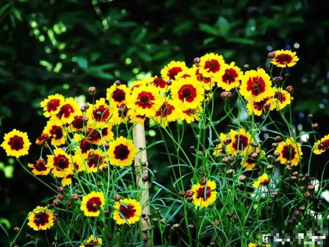 5种小清新菊花，花期长，花量大，秋天值得入手！