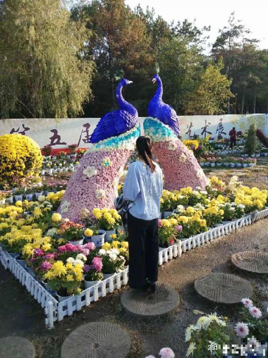 一盆菊花一万二，能开出七个颜色，真是少见