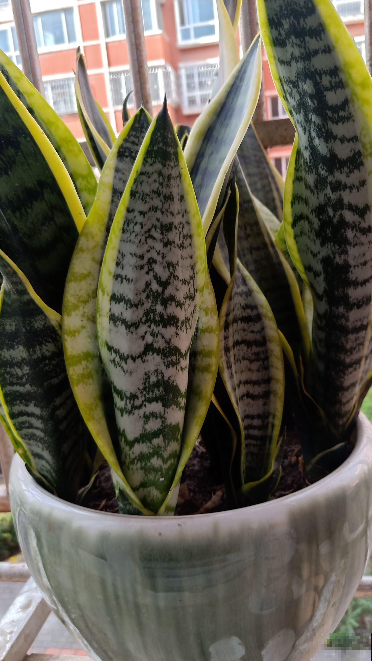 3种花喜欢“穷养”，塞进小花盆、少浇水，才能越涨越旺