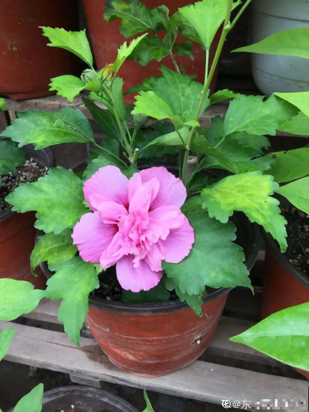 现在扦插8种花，生根快长得旺，冬春季节就开花