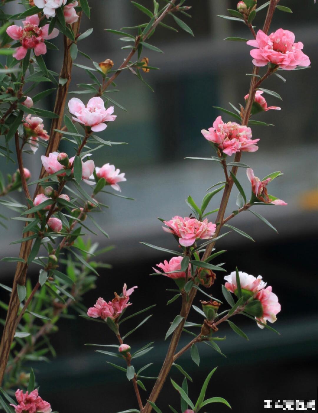 一种花像“松”又像“梅”，花色三变，易爆盆，开花持续小半年！